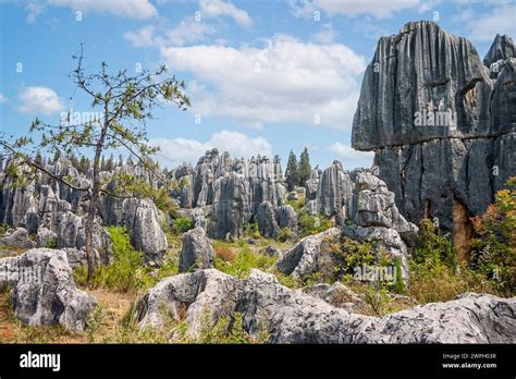 Jinyang Stone Forest - A Geological Wonderland With Mystifying Limestone Formations!