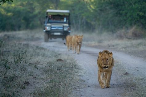  The Lion & Safari Park: Unforgettable Encounters and Thrilling Adventures Await!