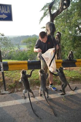 Bukit Melawati Monkey Business: A Historical Hillside Haven Overflowing With Primates!