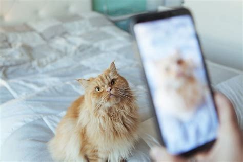 カスタマーサポート アウトソーシング - なぜ猫は電話を嫌うのか？