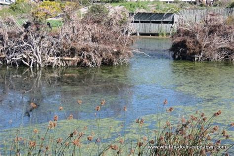 Intaka Island Bird Sanctuary: A Breathtaking Oasis for Avian Enthusiasts and Nature Lovers!