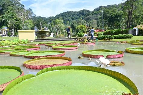 Quaint Penang Botanic Gardens – A Serene Escape from the City Bustle!